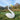Scultura di Cigno Bianco a Grandezza Naturale | Decorazione Realistica in Metallo per Giardino e Stagno | Elegante Accento Esterno – 72 cm