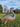 Rustic Metal Ostrich Chick Sculpture | Lifelike Garden Animal Decor | Iron Outdoor Art Bird – 72.5 cm