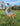 Rustic Metal Ostrich Chick Sculpture | Lifelike Garden Animal Decor | Iron Outdoor Art Bird – 72.5 cm