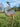 Rustic Metal Ostrich Chick Sculpture | Lifelike Garden Animal Decor | Iron Outdoor Art Bird – 72.5 cm