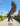 Metal Eagle Garden Sculpture | Flying Eagle Design | Outdoor Decor – 110 cm / 43.3 inches high